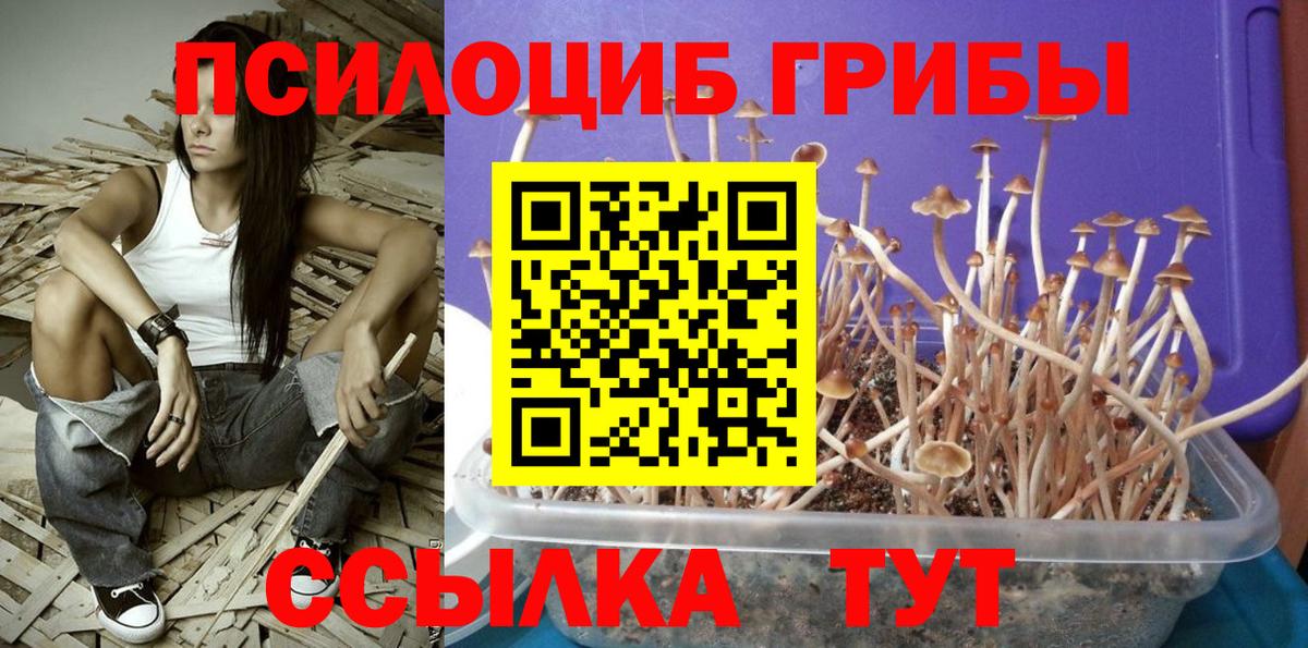 Рославль  Псилоцибиновые грибы GOLDEN TEACHER  Вход с VPN 